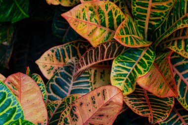 Değişik güzellikler: Renkli yapraklardan oluşan canlı bir duvar halısı doğaya yakın. Hamilton, ON