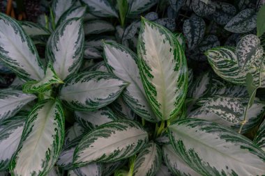 Gümüş yeşili yapraklar kapalı havayı temizleyen bir bitki güzelliği gibi duruyor. Hamilton, ON