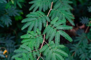 Canlı yeşil bileşik yapraklarıyla ağaç dalının ayrıntılı görüntüsü. Hamilton, ON