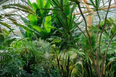 Çeşit çeşit tropikal bitkiler ve yukarıdaki doğal ışıkla dolu verimli bir bahçe. Hamilton, ON