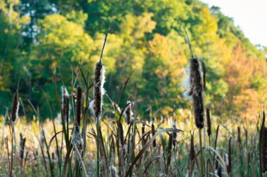 Sonbaharın hafif esintisinde yumuşak bir çayırda sallanırlar. Hamilton, ON