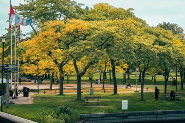 Sonbaharda yeşil çimenli ve sarı ağaçlı bir park manzarası. Toronto, ON