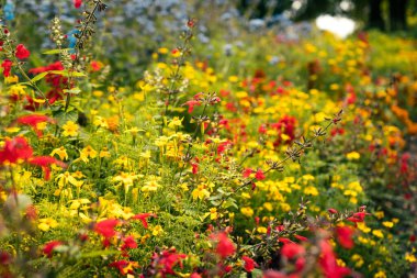 Güneşli bir günde açan sarı ve kırmızı kır çiçeklerinden oluşan canlı bir tarla. Toronto, ON