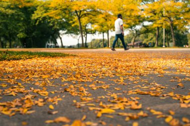 Sonbahar yaprakları arasında bir gezinti, taze havayı ve canlı renkleri hissetmek. Toronto, ON