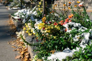 Sarı, kırmızı ve beyaz çiçeklerle kaplı, kısmen karla kaplı bir çiçek tarhı. Banff, AB