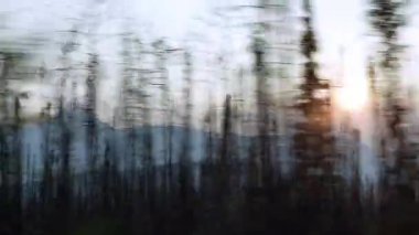 Jasper Ulusal Parkı 'ndaki vahşi ateşin zarar verdiği ormanda hareket halindeki bir arabadan yavaş çekim görüntüsü. Dumanlı gökyüzü, kömürleşmiş ağaçlar ve dağlar dramatik bir sahne yaratır..