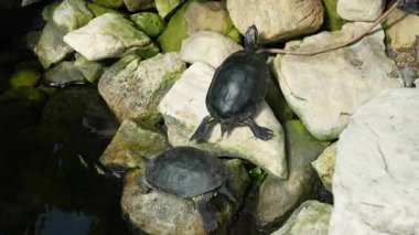 İki kaplumbağa, sakin bir göletin üzerinde güneşli kayaların üzerinde dinleniyor. Sahne doğal ortamdaki sakin vahşi yaşam davranışlarını gösteriyor.