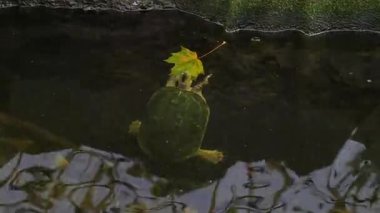 Tek bir kaplumbağa, yüzen bir akçaağaç yaprağını kemirirken sakin bir gölette yüzer. Suda ve doğal çevrede nazik bir hareket barışçıl, doğaya odaklı bir an yaratır..