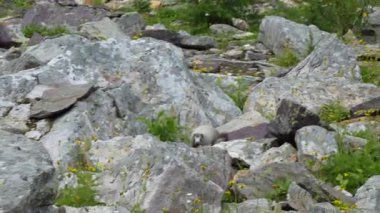 Neşeli, ağarmış dağ sıçanı yavrusu Banff Ulusal Parkı 'ndaki kayaların arasında saklanıyor. Kanada Kayalıkları..