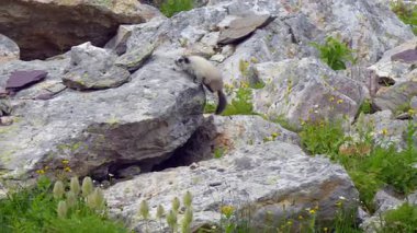 Küçük beyaz dağ sıçanı Banff 'ın kayalık dağlık ortamında bir kayadan diğerine atlar..