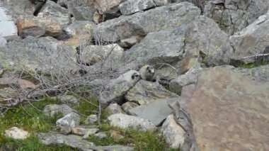 İki bebek ağarmış dağ sıçanı şakacı bir şekilde güreşiyor ve mizahi bir vahşi yaşam anında birbirlerini taştan aşağı itiyorlar..