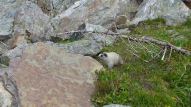 İki yavru ağarmış dağ sıçanı doğal dağlık yaşam alanlarında eğlenceli dövüş davranışları sergilerler..
