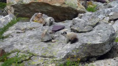 İki beyaz dağ sıçanı yavrusu büyük bir kayanın üzerinde oturur, birbirlerini koklar ve sonra farklı yönlere saklanırlar..