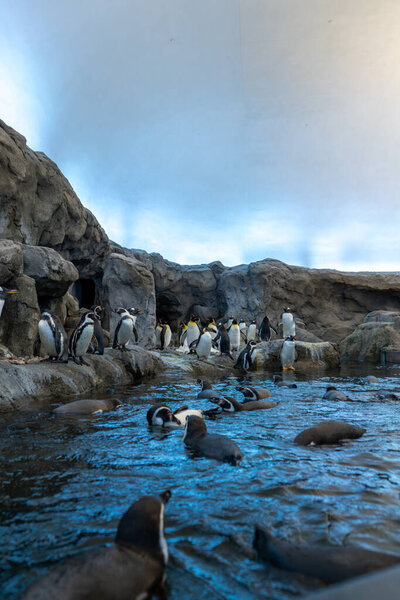 A group of penguins congregate near a rocky shore, with many swim in the water. The scene evokes wildlife, nature, and play. Good for conservation and zoo themes