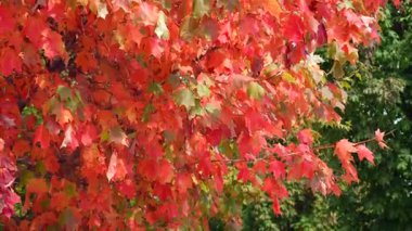 Kıpkırmızı bir akçaağaç dalında yavaşça sallanan yeşil akçaağaç yaprakları.