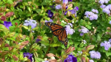 Güneşli, canlı bir bahçede küçük mor çiçekleri tozlaştıran bir kral kelebeğinin yakın çekimi.