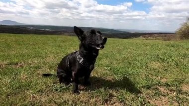 Küçük siyah köpek dışarıda oturur Mutlu yaz güneşli gün yolculukları Köpek yeşili çimlerle.