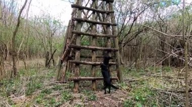 Küçük siyah köpek ormanı yazı merdiven çıkıyor..