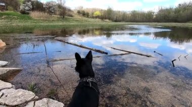 Küçük siyah köpek gölün dışında yürüyor Mutlu yaz güneşli günler köpeklerle seyahat.