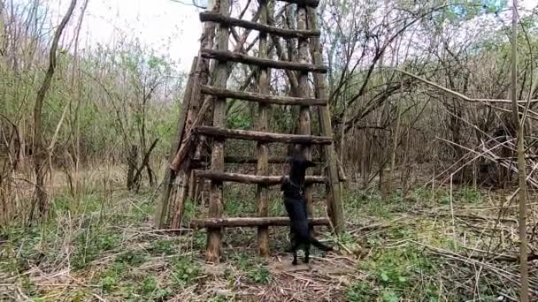 階段を上る黒い犬の森の夏 — ストック動画