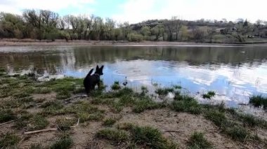 Küçük siyah köpek gölün dışında yürüyor Mutlu yaz güneşli günler köpeklerle seyahat