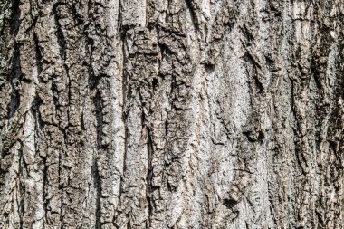 Ağaç kabuğu dokusu arkaplanı. Kaba detay orman desenleri. Ağaç gövdesi..