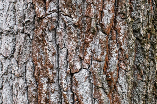 나무껍질의 질감은 나무줄기를 거칠고 세밀하게 — 스톡 사진