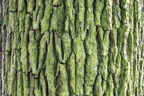 Albero Corteccia Texture Sfondo Primo Piano Ruvido Dettaglio Foresta Modello — Foto Stock