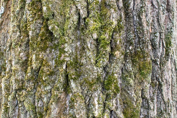 Drzewa Kora Tekstury Tło Zbliżenie Szorstki Szczegół Las Wzór Powierzchnia — Zdjęcie stockowe