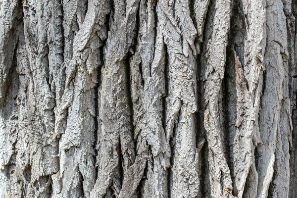 Tree Bark Texture Background Closeup Rough Detail Forest Pattern Surface — Stock Photo, Image