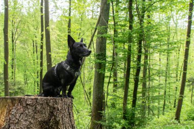 Ormandaki küçük siyah sağlıklı genç köpek kütüklere oturur ve komik bir yaz geçirir.