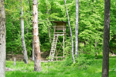 Avrupa Cumhuriyeti Yazlık Orman Gözetleme Kulesi Yaz mevsiminde yüksek mevkili atış koltuğu avlamak