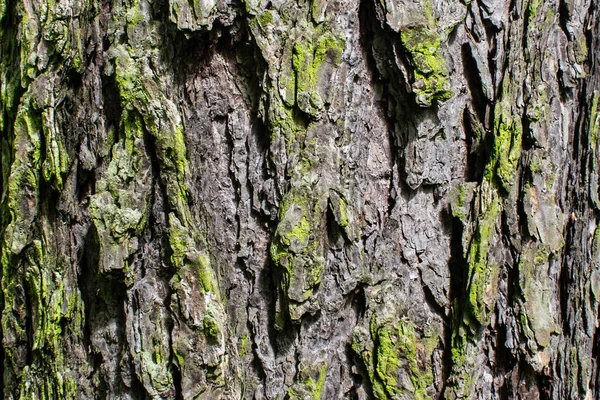 Tree Bark Texture Background Closeup Rough Detail Forest Pattern Grunge — Stock Photo, Image