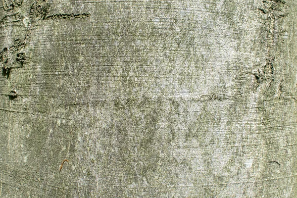 Albero Corteccia Texture Sfondo Primo Piano Ruvido Dettaglio Foresta Modello — Foto Stock