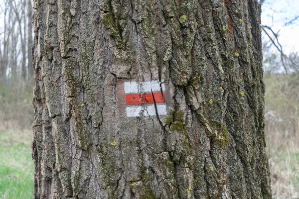 Erdő Jel Irányok Utazás Dönt Nyár Fák Európai Cseh Köztársaság — Stock Fotó