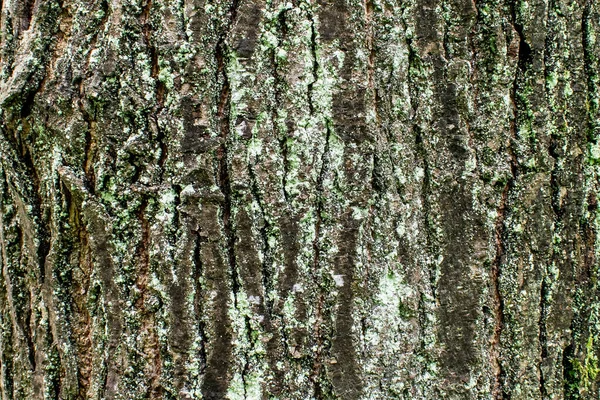 Árvore Casca Textura Fundo Closeup Áspero Detalhe Floresta Padrão Grunge — Fotografia de Stock