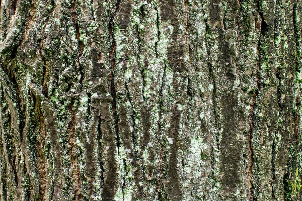 Albero Corteccia Texture Sfondo Primo Piano Ruvido Dettaglio Foresta Modello — Foto Stock