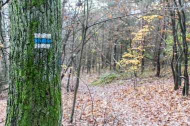 Ana konu odak dışı, orman işareti yön işareti seyahat hedefi ağaç oryantasyonu