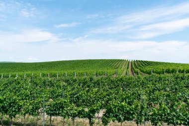 wine field closeup summer view europe czech republic agriculture harvest growing landscape plantation vineyards