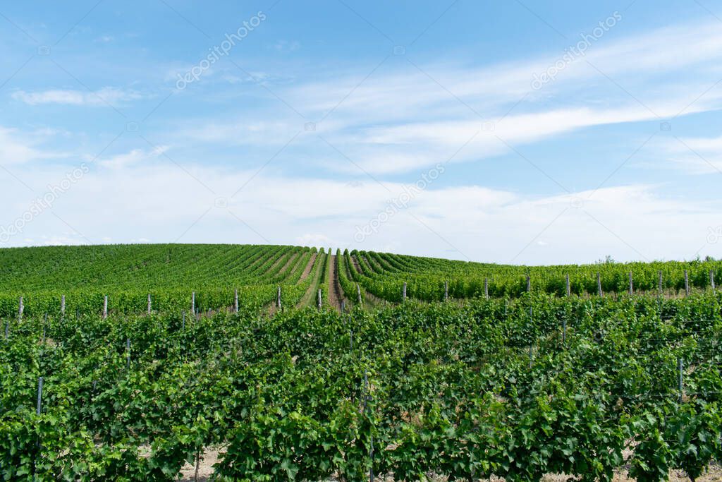 wine field closeup summer view europe czech republic agriculture harvest growing landscape plantation vineyards