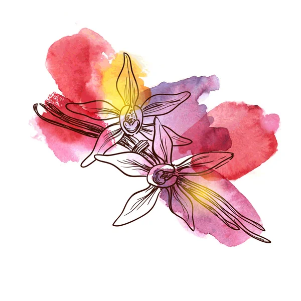 Vanilya güzel çiçek ve fasulye — Stok Vektör