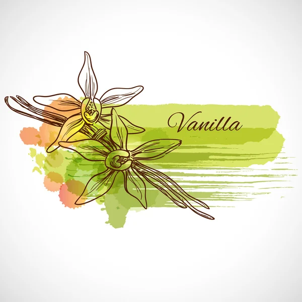 Vanilla beautiful flower and beans — Stock Vector