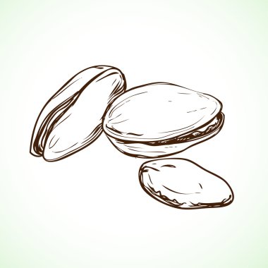 Çam fıstığı beyazda izole edilmiş