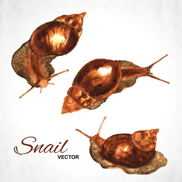 Conjunto caracol aquarela —  Vetores de Stock