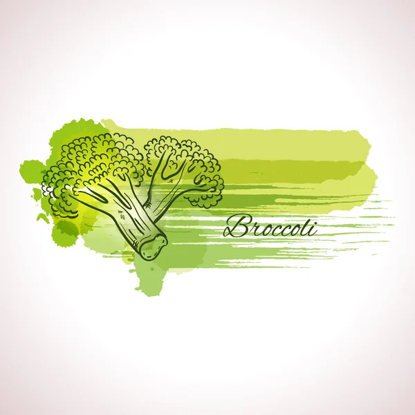 Čerstvé zelené brokolice — Stockový vektor