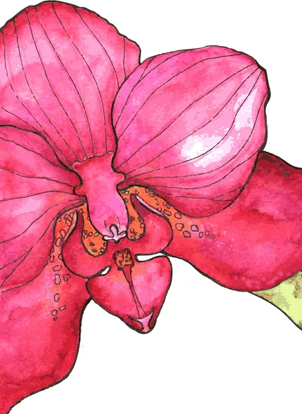 Orchidej květina pozadí — Stockový vektor