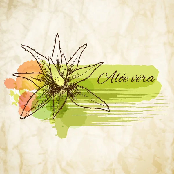 Aloe vera vintage background — ストックベクタ