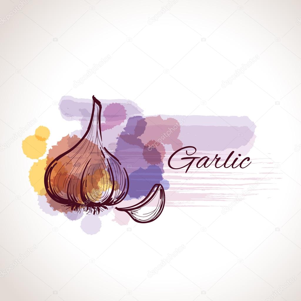 garlic label watercolor