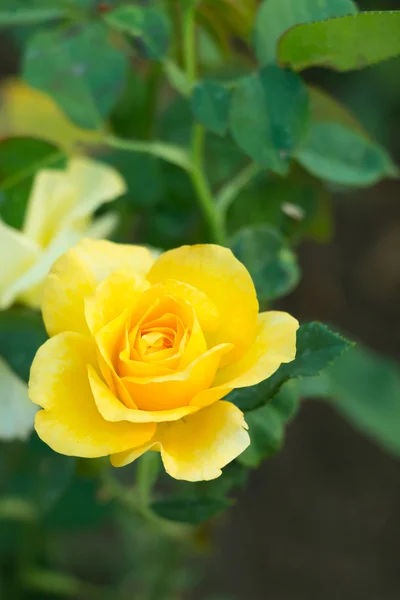 一朵黄玫瑰 — 图库照片