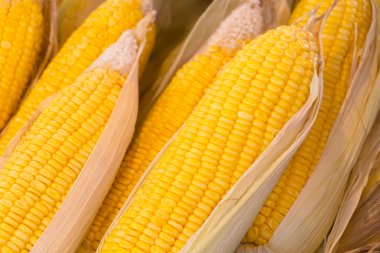 pişmiş mısır koçanı arka plan